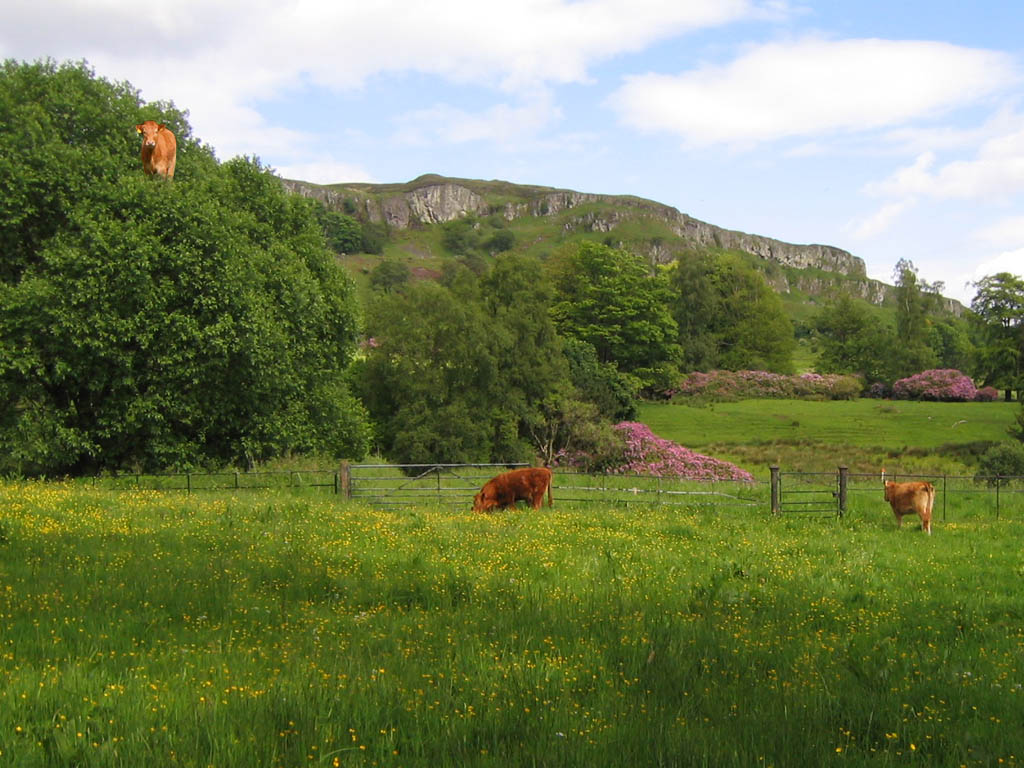 cows
