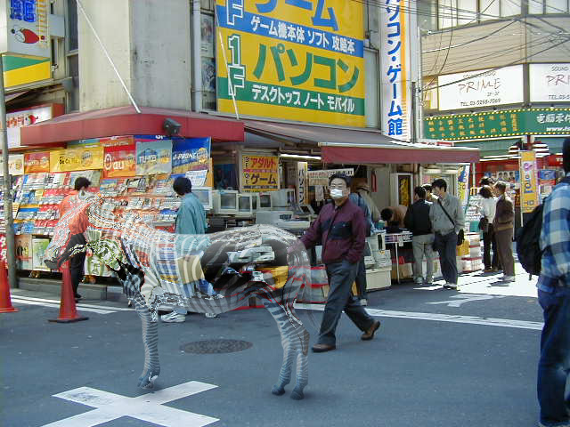 glasszebra
