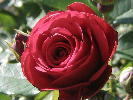 beachrose800