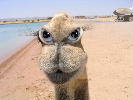 camel