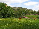 cows
